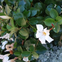 07969 white flower