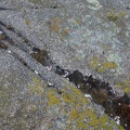 09255_crab_pieces.JPG