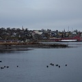 09399_two_flocks.JPG
