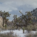 09681_three_trees.JPG