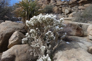 09688 snow on cactus