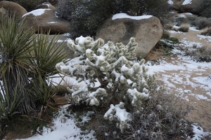 09763 snowy cactus