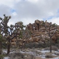 09777_snowy_trees_and_rocks.JPG