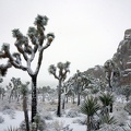 09823_snowy_joshua_trees_at_cap_rock.JPG