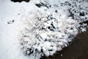 09861 snowy bush