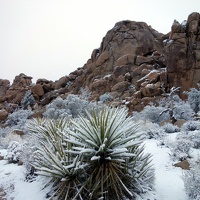 09862 snowy yucca