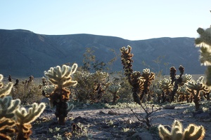 Cholla cactus garden, February 22