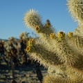 00055_cactus_fruit.JPG