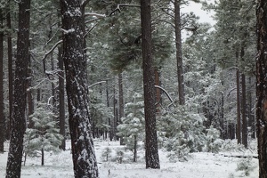 00475 snowy forest