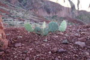 00701 prickly pear