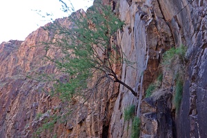 00778 tree growing in cliff v1