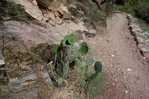 00819 holey cactus