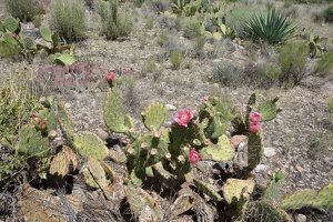 00842 more prickly pear