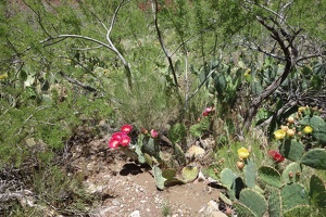 00848 pricklypears