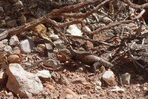 01210 spot the desert spiny lizard v1