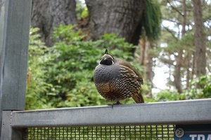 00591 head on quail