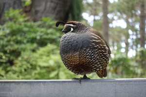 00617 california quail