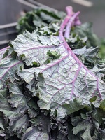 20200119121801698 kale COVER