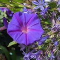 20200210102302960_purple_COVER.jpg