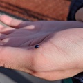 20200322_163427_blue_critter_v1.jpg