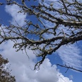 20200327_134828_mossy_tree.jpg