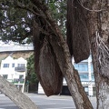 20200329_175404_weird_tree_thing.jpg