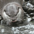 30626_otter_om_nom.JPG