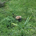 20200609_152356_cat_down_below_v1.jpg