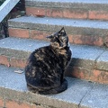 20200611151117280_cat_glamour_shot_COVER.jpg
