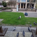 20200822_172122_black_backed_gull.jpg