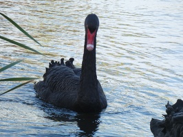 60396 black swan