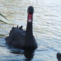 60396_black_swan.JPG