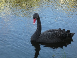 60414 swimming swan