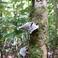 08942_fungi.JPG