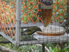 60620 bellbird in cage