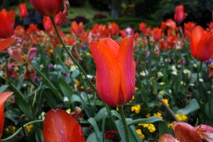Tulip time at the Botanic Garden, October 24