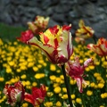09014_multi_colour_v1.JPG