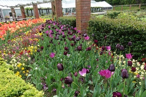 09023 purple tulips