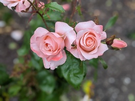 Roses at Wellington Botanical Gardens, December 5