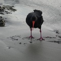 20199_oystercatcher_looking_at_camera.JPG