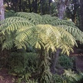 20200426_161432_ferns_v1.jpg