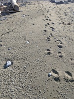 20200429 155329 footprints