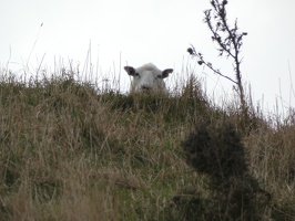 20525 peeking sheep