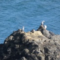 30491_shags.JPG
