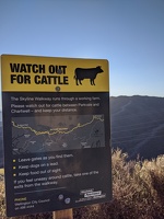 20200726 160300 watch out for cattle