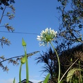 09971_white_flower.JPG