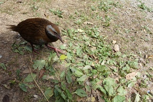 00744 weka