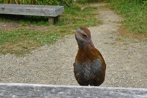 00757 weka about to steal our lunch v1