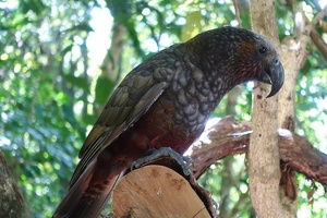 00847 perching kaka