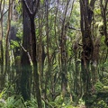20200229_150538_forest.jpg